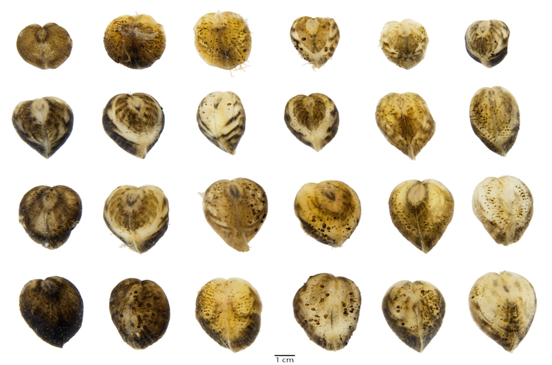 rheodreissena cordilineata